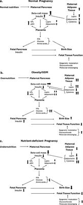 Maternal diet during pregnancy and adaptive changes in the maternal and fetal pancreas have implications for future metabolic health